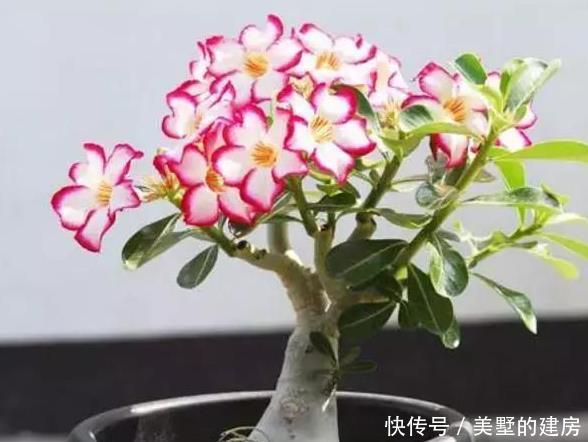  适合■适合懒人养的花卉，一个月不浇水照样长，还能打鸡血似的开满花