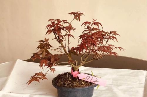  『扦插』红枫扦插生根很难？给红枫枝条安个家，30天生根，一次扦插几十盆