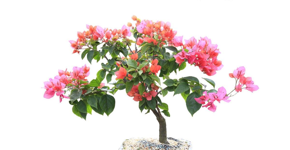 工作■我每年春天,在三角梅苏醒之时,都会重复同样的工作