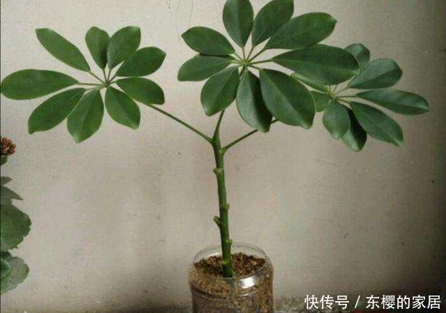 扦插|家中养鹅掌柴,注意几个细节,叶子浓绿,长得旺