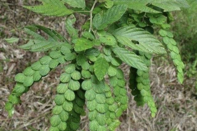  『种植物』1种奇特的绿草，被称为“排钱草”，有90厘米高，植株珍贵、少见