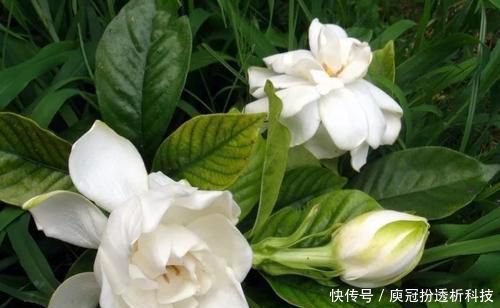  [栀子花]最厉害的养花营养液：给栀子花喝一勺，叶片翠绿，花开满枝头！
