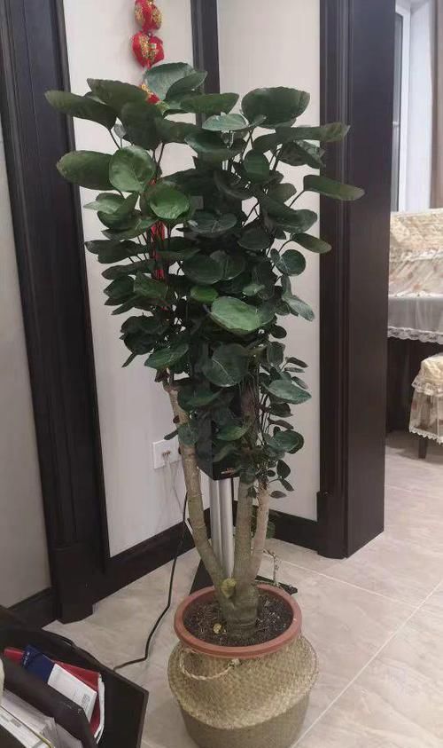  鸿运当头：10种招财花，越养越气派，家里有一盆好运连连！