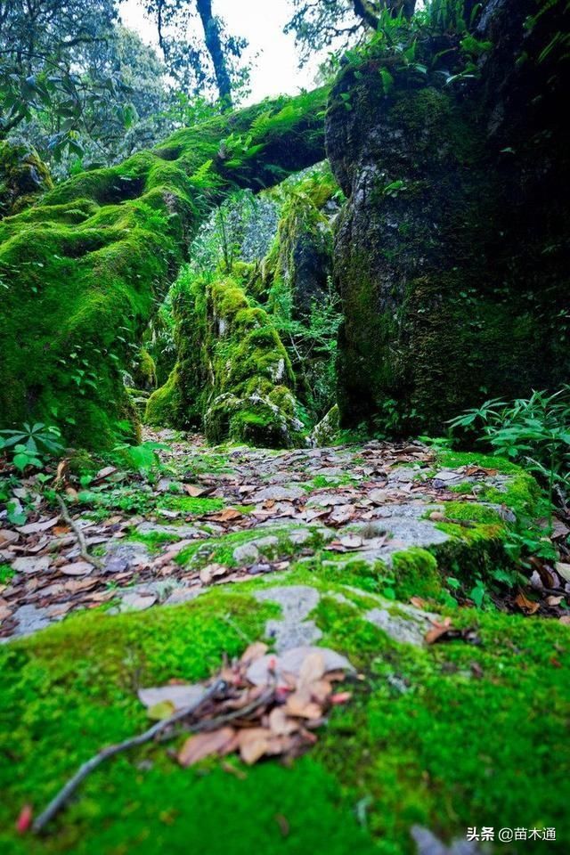罕见! 被称为“神仙的居所”, 四川发现国内面积最大的绿石林!