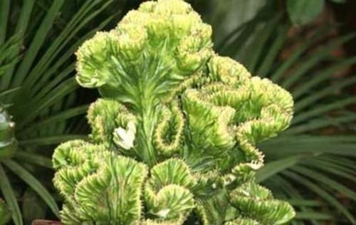  「旺盛」玉麒麟的栽培土壤配制很简单，尤其用上“它”，植株生长可旺盛了