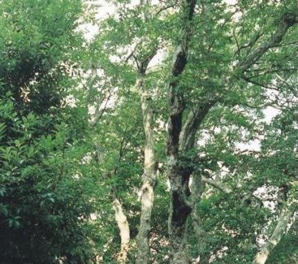 我国有棵树，全球仅此一棵，外国人想看，都还得来中国