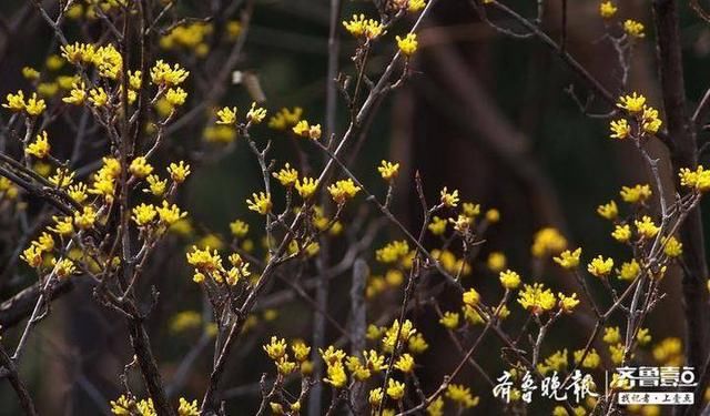  茱萸■“遍插茱萸少一人”的茱萸开花了，就在济南！瞧这一大片