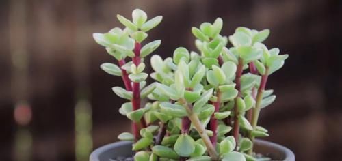  「盆栽」盆栽马齿苋树越修剪长得越好，甚至还可养成盆景