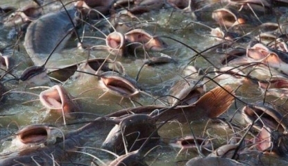 这次换中国人头疼了，由于数量实在太多，不得不开着挖掘机治理