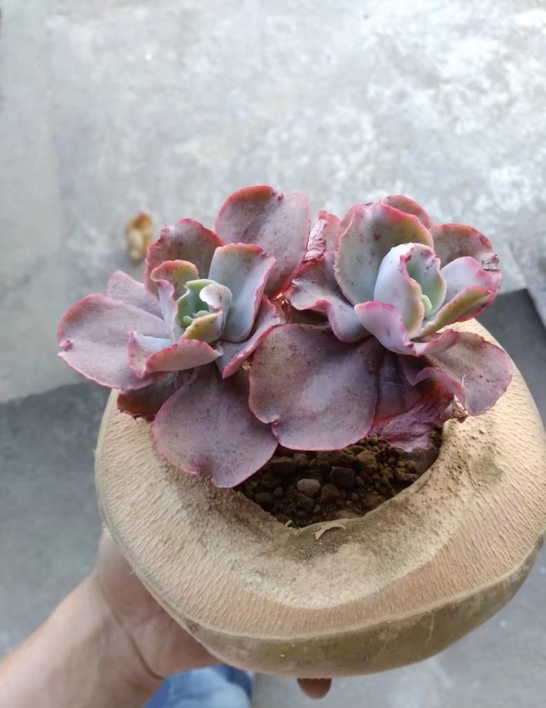 防猫■保护多肉“大作战”, 防鸟防猫防老鼠!