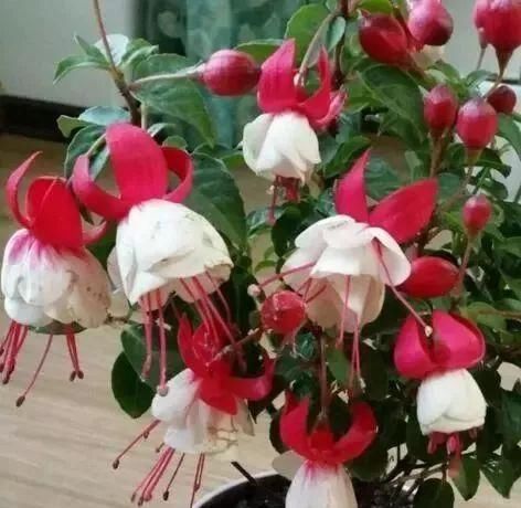  「停歇」2种“开花机器”，一年300多天不停歇，养2盆，天天有花看，值！