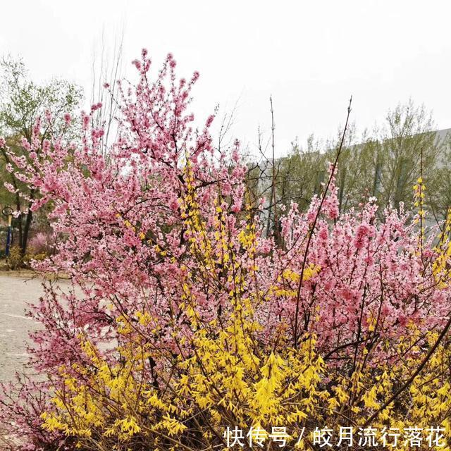  『植物』感觉公园里的植物就是不一样