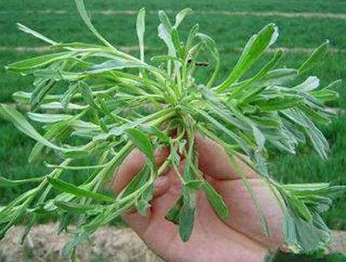 农村这种野生植物，能当成蔬菜吃，还可润肺止咳，城里人没见过！