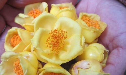 『蜡质』此花，称为茶族皇后，花色金黄蜜蜡质，营养丰富，即观赏又能食用