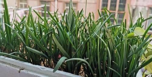  割完■阳台盆栽韭菜该如何管理？用上2个小技巧，绿叶割完一茬又一茬
