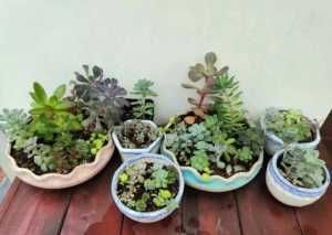 养鱼水|家里的这些花浇水要正确,学会这几招,不怕再把花浇死!