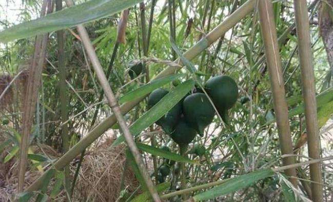  「口感」原来竹子也有果实，50年才结一次果，口感绵密，还十分可口？