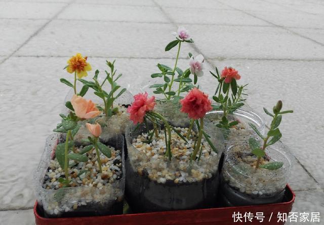  【扦插】扦插太阳花，记住1点，7天就开花，还能开成大花球，一次上百朵