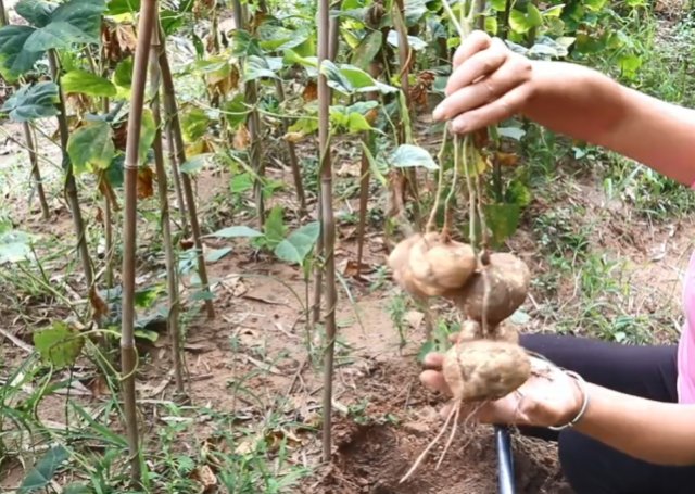  北方人■一根藤蔓长一颗果实，农民挖起来当水果吃，但很多北方