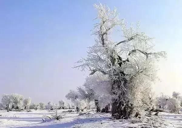 雪后的中国胡杨林，才是真正美爆了!