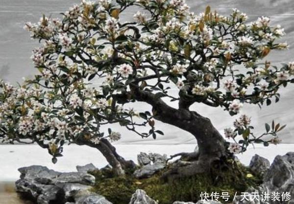 富裕:这3种树放在家里养,株型美观,一盆上万,越养越“富裕”!