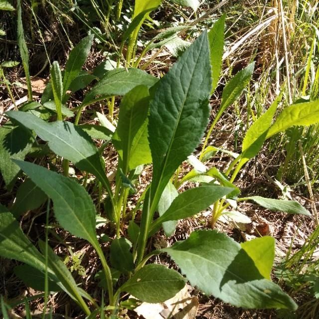 「山野菜」东北大山里的山野菜,你见过的有几种,能说出来吗