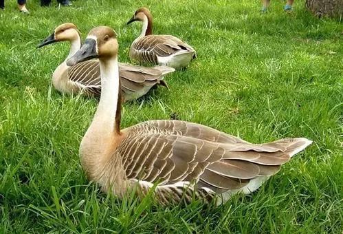  全身：全身是宝，养一只就赚1000元，目前养的人不多