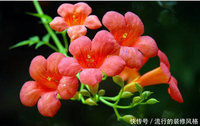  能力|一种花攀爬能力强，名叫凌霄花，现在种一棵轻松养出花墙