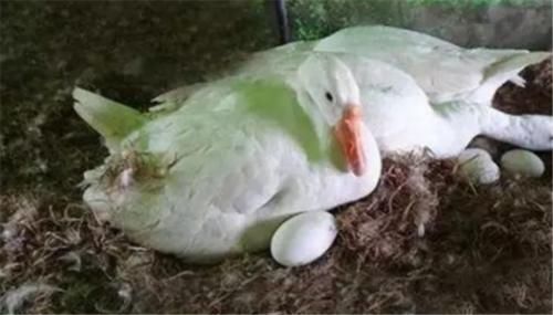  养鹅：为何农村养鸡鸭的多，养鹅的却少？这3点原因是关键