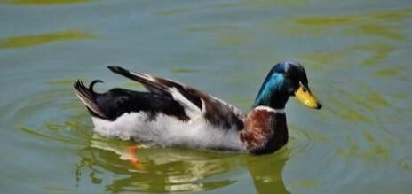  『高铁』有一口20亩的水塘、靠近高铁站，怎么才能让它的利益最大化呢？