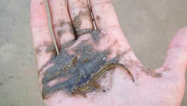  #沙子#农村河里，一种趴在沙子里的小鱼，以前没人要，如今真是