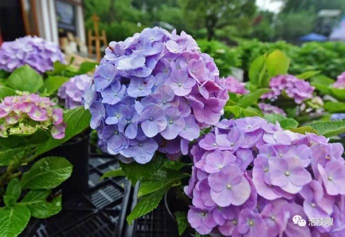  『开幕』涪陵首届绣球花节开幕，爱上这个初夏