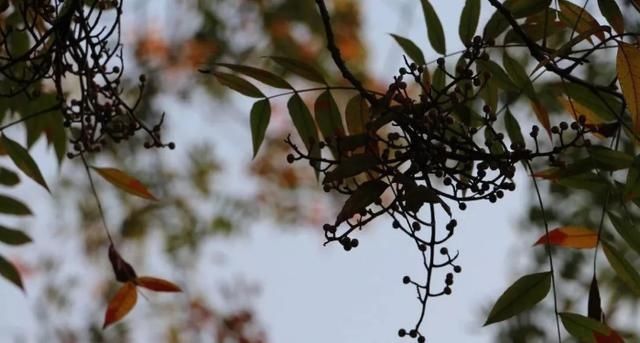 东乡区发现黄连木群落，树龄最大150年以上