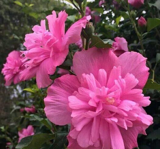 『选择』喜欢在家中养护花卉,就选择花色艳,花期长,好养护的3种花卉
