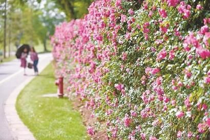  『月季花』安吉拉月季进入盛花期 1500米月季花墙绕辰山