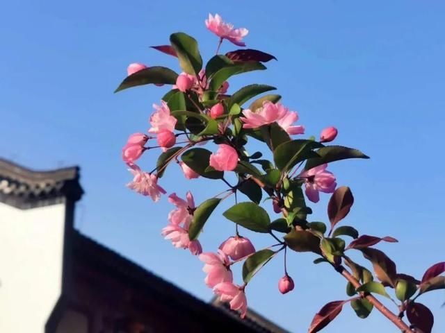  「日子」在湖北，想念寺院的这些日子，我们一起“云赏”春景