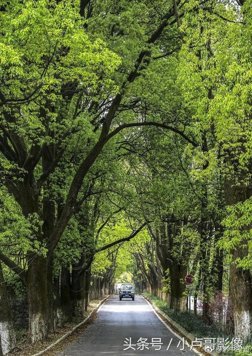 在贵州私藏的人间仙境里，做一场6000亩的樱花梦
