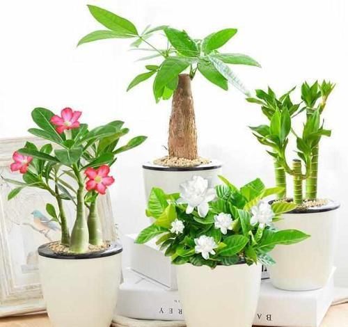 盆栽|客厅放上这8种植物，空气变好了，家人身体越来越健康！