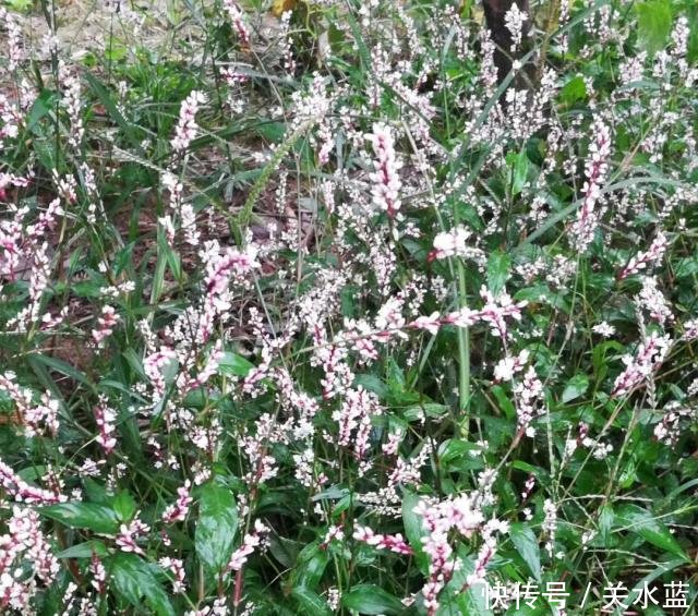 「听蜂之语」四种植物长相雷同,有些是中中药型蜜源,有种却只是杂草