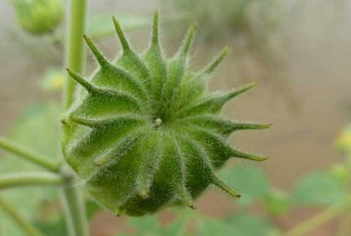 农村一种“耳响草”，可以治疗“耳鸣”，过去没人重视现在却找不