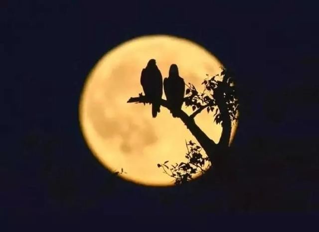 今日中秋｜月满情深，愿有人与你共婵娟