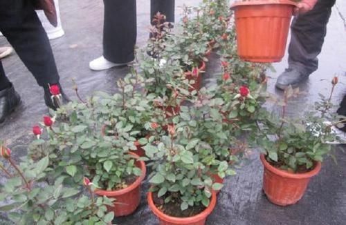 【春天】养花,这两种盆栽要下“死手”,越剪越旺,害虫压根不敢来!