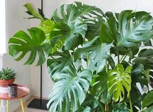  充足@6种'除尘'花卉，养几盆在家里，除甲醛细菌少，有益健康