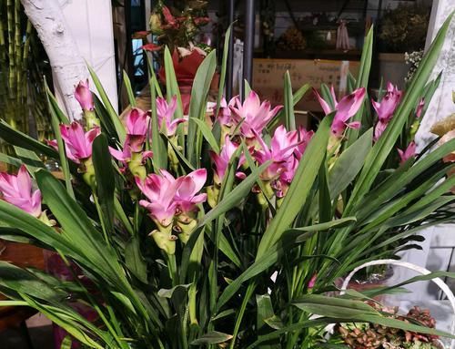 #养护#爱花就养一盆姜荷花,掌握5个小技巧,叶不黄,开花爆盆似荷花