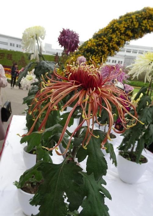 柔美:喜欢菊花,就养盆“国华系列菊花”国华苍海,花开柔美高雅