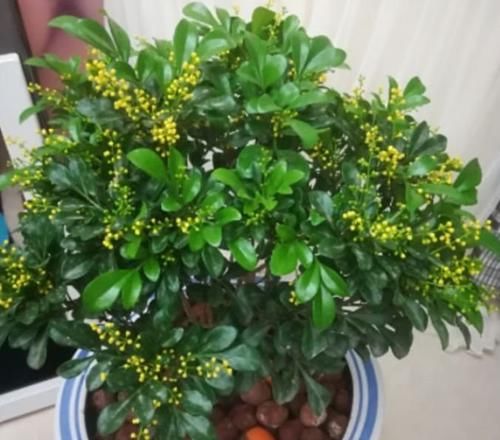  『迎春花』养花就养这几款，全年开花不停，旺财又旺宅，而且观赏性强