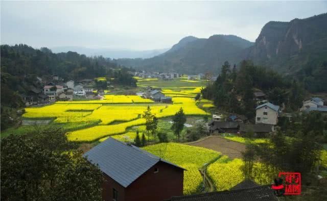  油菜花：一不小心，贵州黄平把春天打翻了