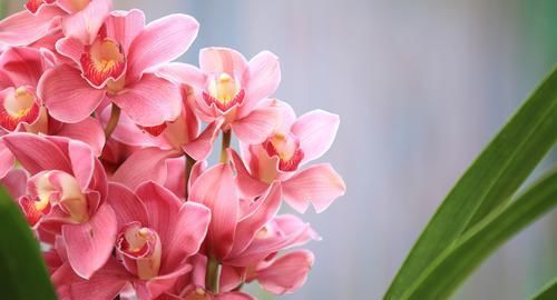  好运来@3种“高洁花”，修身养性提高情操，招财纳福好运来，聪明人都养