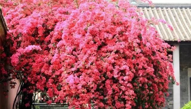  长春花■花园种上这5款花，全年都有花赏，美翻天！