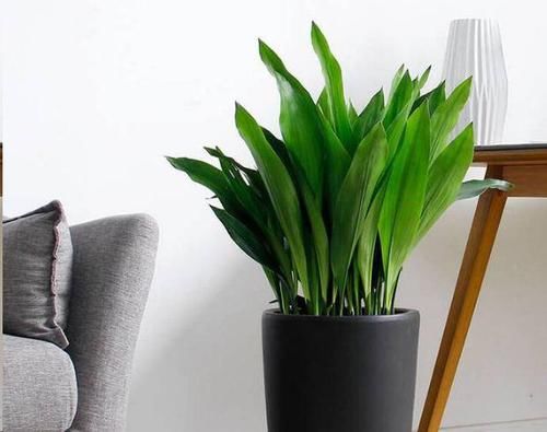  「地方」家里采光不好，角角落落，养4种耐阴花，照样砰砰爆盆